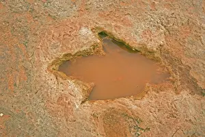 Theropods: Fossil Dinosaur Footprint (Theropod)