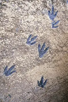 Therapod: Fossil Dinosaur Tracks - Jurassic, predaceous therapod