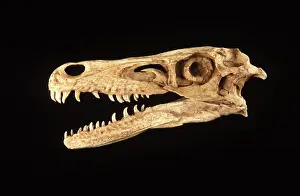 Theropods: FOSSIL - Dinosaurs, Theropods fossil - Skull
