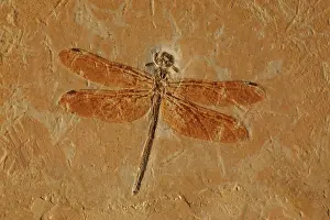 230120: Fossil Dragonfly - Cordulagomphus fenestratus -