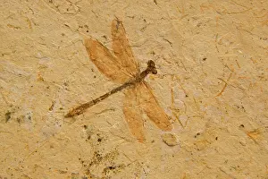 Unknown: Fossil - Dragonfly, species unknown