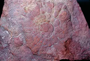 Ediacaran: FOSSIL - Ediacaran Fauna - (Precambrian)