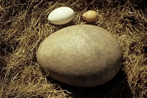 Comparison: Fossil egg of the Elephant bird with hen and goose