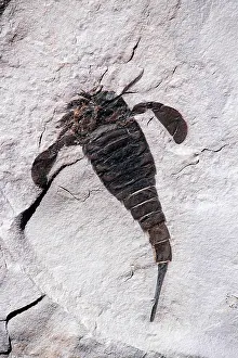 Silurian: Fossil - Eurypterus remipes - Length specimen: