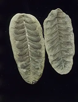 Mold: Fossil fern