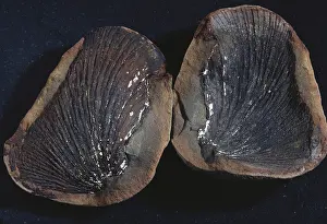 Mold: Fossil Fern Leaf