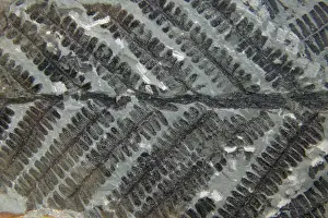 Permian: Fossil Fern - Permian