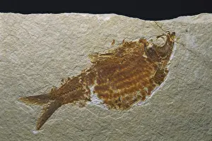 Clupeiformes: Fossil Fish