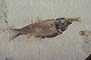 Parvus: Fossil Fish