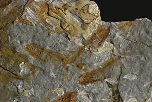 Assemblage: Fossil Fish