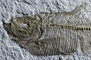 Clupeiformes: Fossil Fish