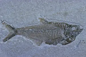 Clupeiformes: Fossil Fish