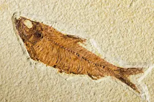 Extinction: Fossil Fish