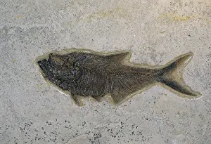 Tertiary: Fossil Fish