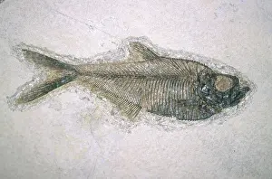 Tertiary: Fossil Fish
