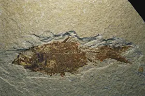 Tertiary: Fossil Fish