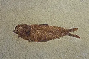 Tertiary: Fossil Fish