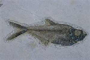 Tertiary: Fossil Fish