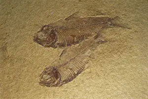 Tertiary: Two Fossil Fish