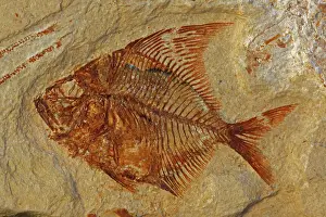 230120: Fossil Fish (Aipichthys velifer) - Cretaceous -