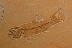 230120: Fossil fish - Ameopsis lepidota - Upper Triassic