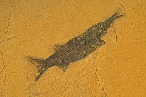 Aspiration: Fossil - Fish. Aspiration
