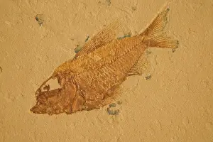 Lebanon: Fossil - Fish. Cretaceous