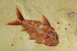 Lebanon: Fossil Fish - Cretaceous - Lebanon