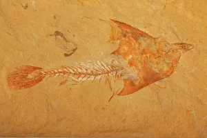 Insignis: Fossil fish - Cretaceous - Lebanon