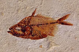 230120: Fossil Fish (Diplomystus) - Cretaceous - Lebanon