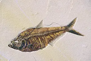 Diplomystus: Fossil fish - Diplomystus - Specimen length 35