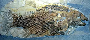 Triassic: Fossil Fish with ganoid scales. (primitive fish