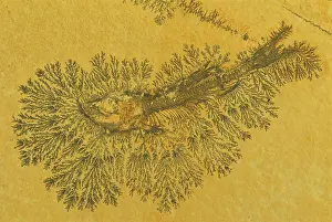 Manganese: Fossil Fish - Jurassic