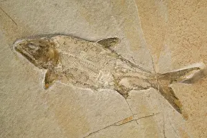 Furcatus: Fossil Fish - Jurassic. Extinct species