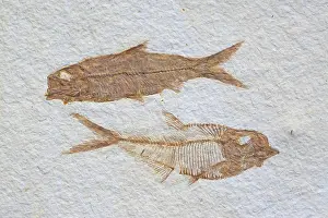 Knightia: Fossil Fish Knightia and Diplomystus