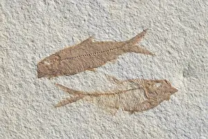 Knightia: Fossil Fish Knightia and Diplomystus