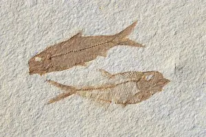 Shale: Fossil Fish Knightia and Diplomystus