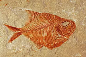 Diplomystus: Fossil fish - Lebanon - Cenozoic era