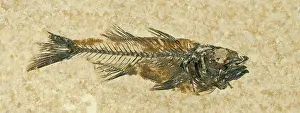 Shale: Fossil Fish (Mioplosus labracoides)