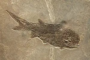 Permian: Fossil fish - Permian - Germany - Actinopte