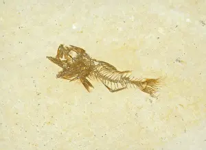 Shale: Fossil Fish (Priscacara hypsacantha)