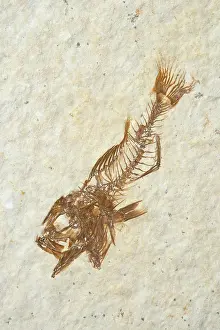 Shale: Fossil Fish (Priscacara hypsacantha)