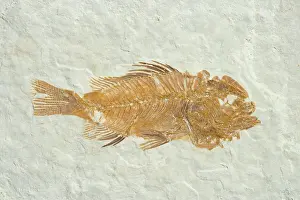 Shale: Fossil Fish (Priscacara hypsacantha)