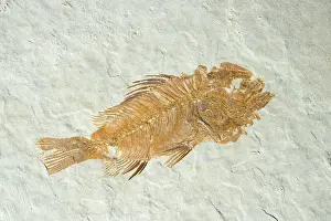 Shale: Fossil Fish (Priscacara hypsacantha)