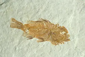 Shale: Fossil Fish (Priscacara hypsacantha)
