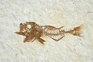 Shale: Fossil Fish (Priscacara hypsacantha)