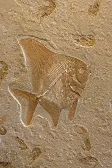 Lebanon: Fossil Fish with Shrimp (Carpopenaus)