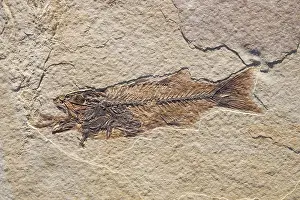 Brachyptera: Fossil of a Fish Swallowing Another Fish