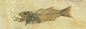 Brachyptera: Fossil of a Fish Swallowing Another Fish