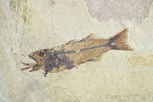 Shale: Fossil of a Fish Swallowing Another Fish